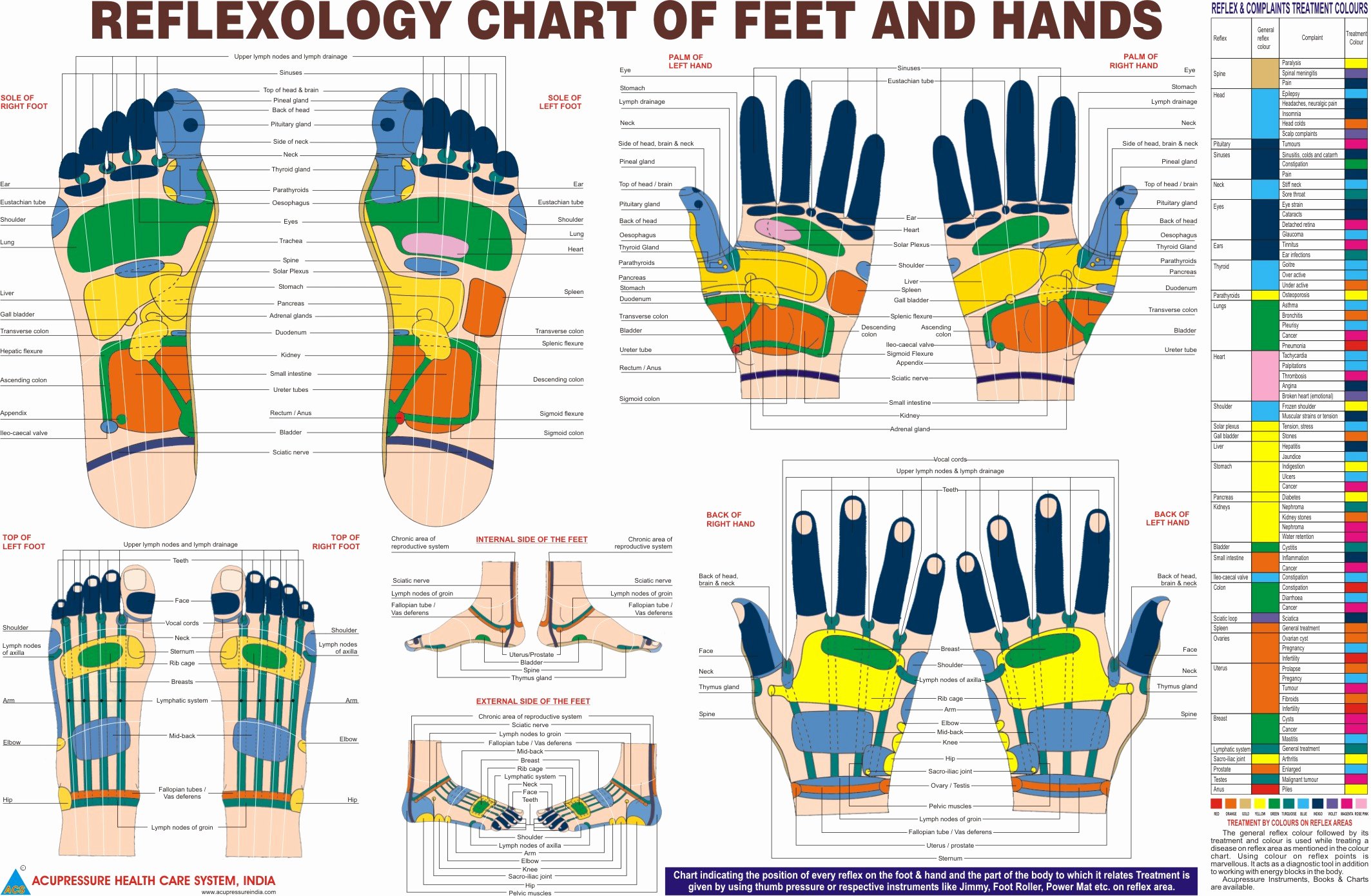 Hand Foot Reflexology Chart