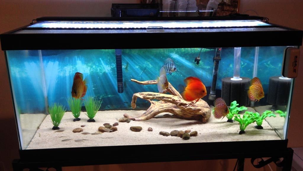 30 Gallon Fish Tank Background Fresh 30 Gallon Aquarium Fish Suggestions