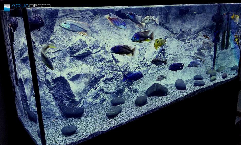 3d Backgrounds Fish Tank Beautiful Aquarium Background for A Fish Tank – Modern Caprice