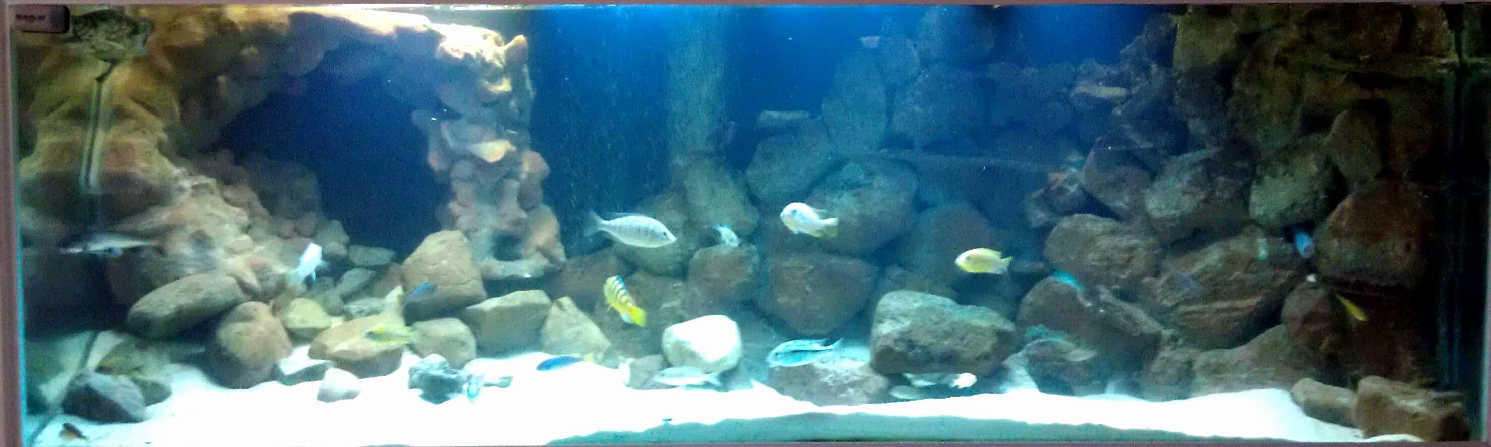 3d Backgrounds Fish Tank Beautiful Aquarium Backgrounds Wallpaper Cave