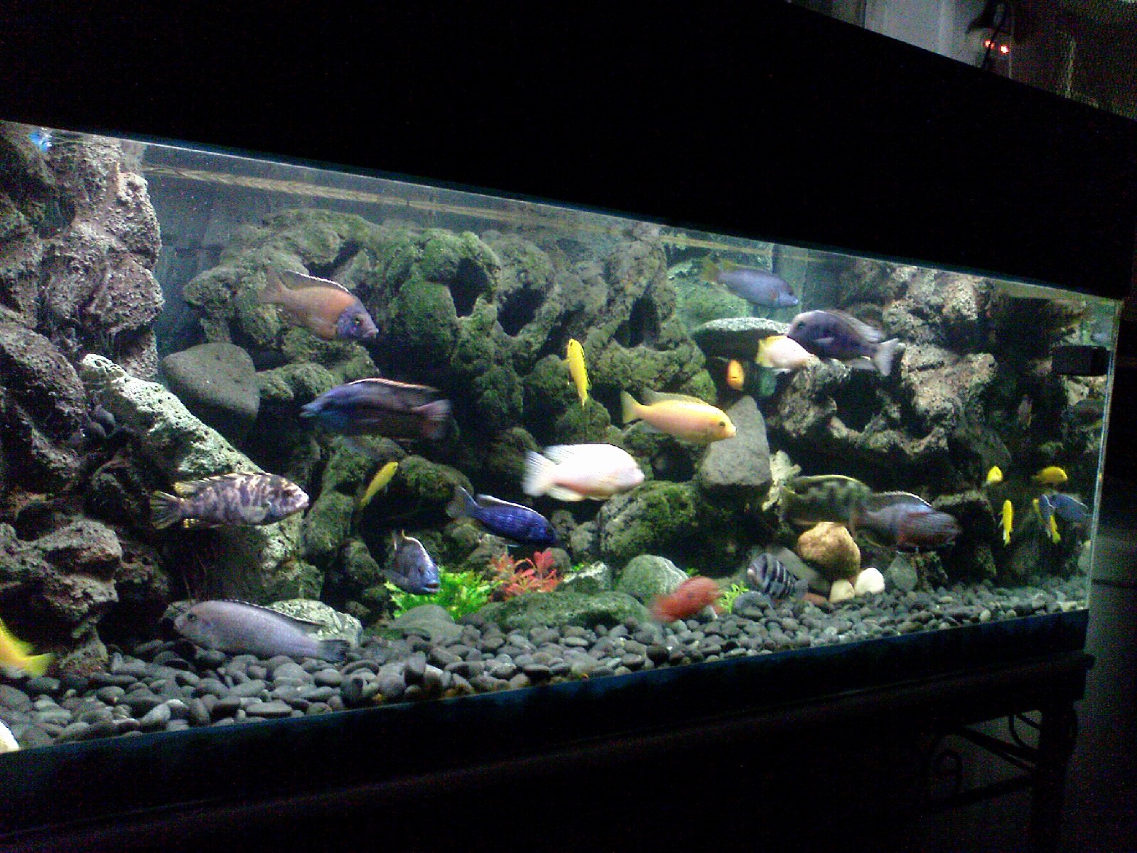 3d Backgrounds Fish Tank Inspirational Diy 3d Aquarium Background