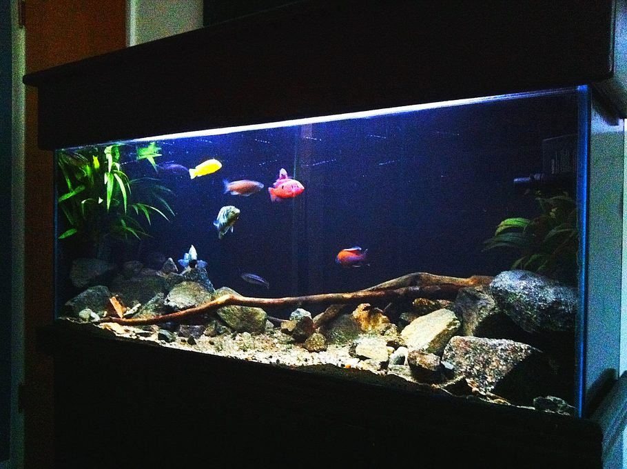 Aquarium Backgrounds 55 Gallon Inspirational Joshmeneses S Freshwater Tanks Id Full