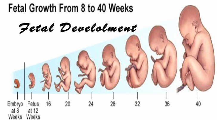 Baby Growth Rate Calculator Best Of How It is Using Pregnancy Calculator Week by Week