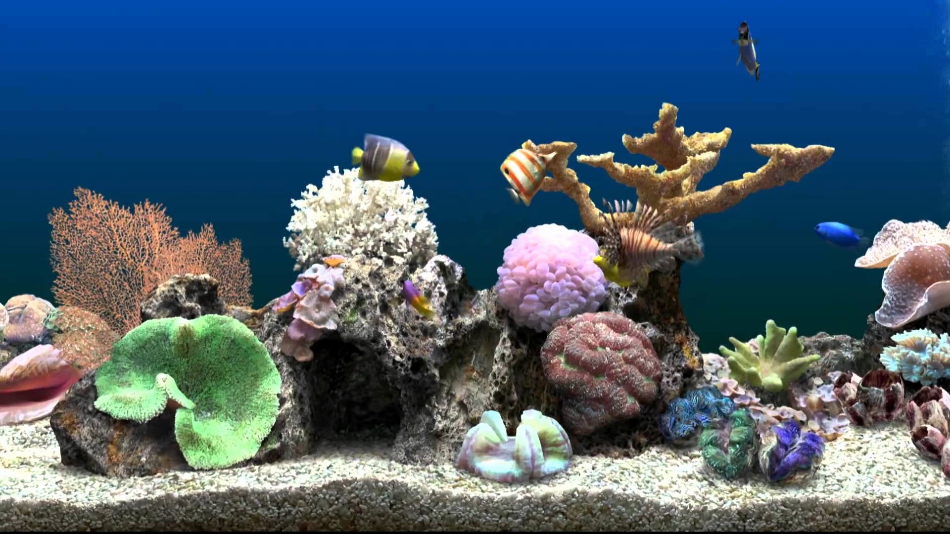Background for Fish Tank Lovely How to Clean A Freshwater Fish Tank Aquarium Living