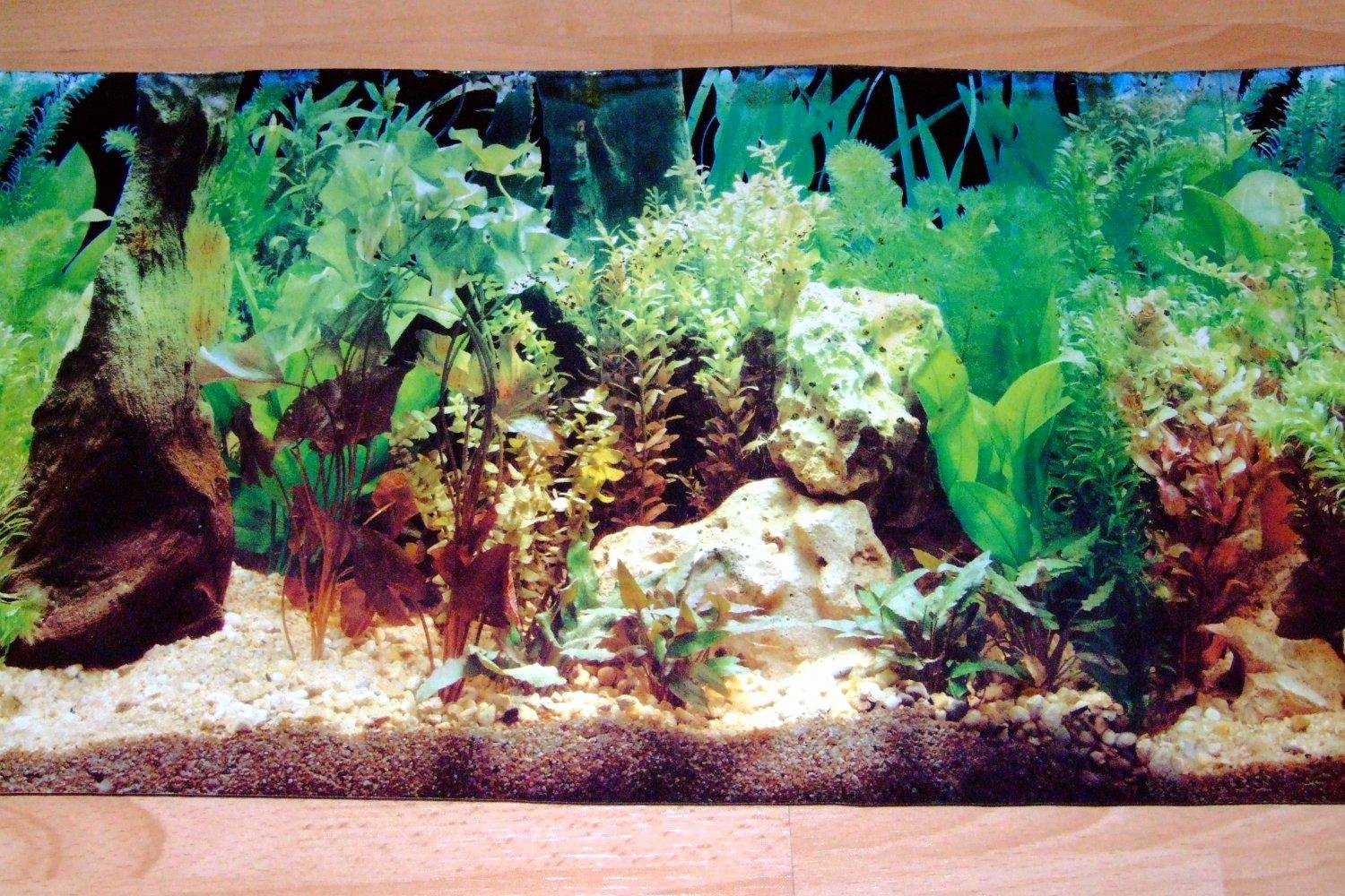 Background for Fish Tank New A Basic Guide On Choosing Aquarium Backgrounds