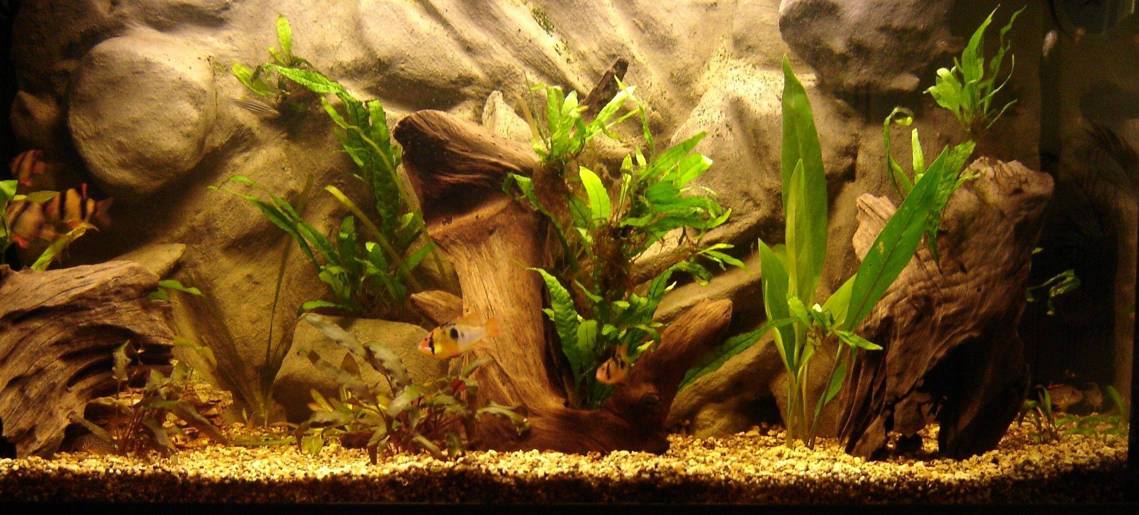 Backgrounds for Fish Tanks Lovely Aquarium Backgrounds Wallpaper Cave