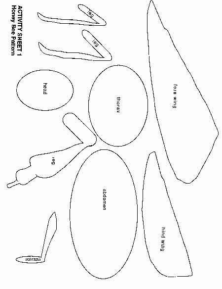 Bee Cut Out Template Best Of Bee Anatomy Cont then Teach the Printed Diagram
