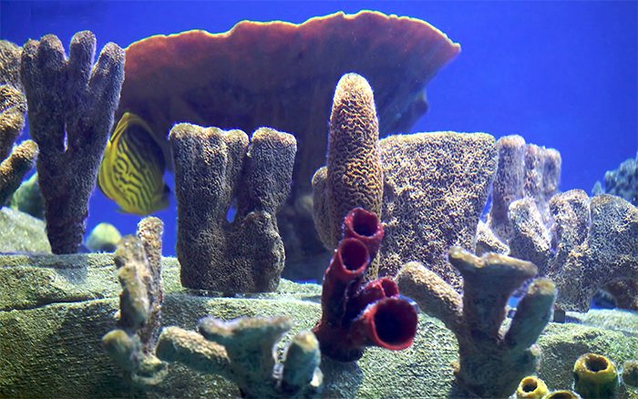 Best Fish Tank Background Lovely 50 Best Aquarium Backgrounds