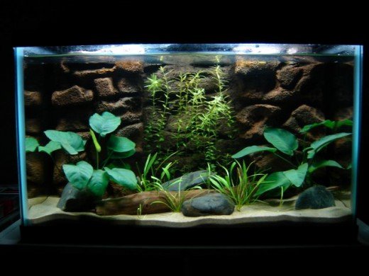 Cool Fish Tank Backgrounds Elegant How to Make A 3d Fish Aquarium Background