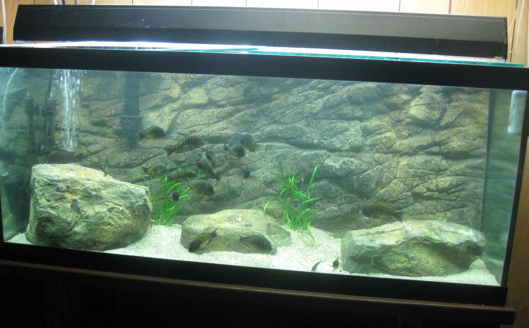 Cool Fish Tank Backgrounds Fresh 33 attractive Aquarium Background – Technosamrat