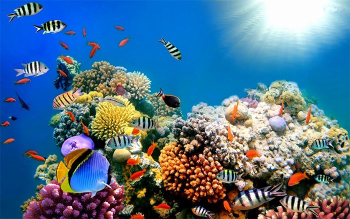 Cool Fish Tank Backgrounds New 50 Best Aquarium Backgrounds