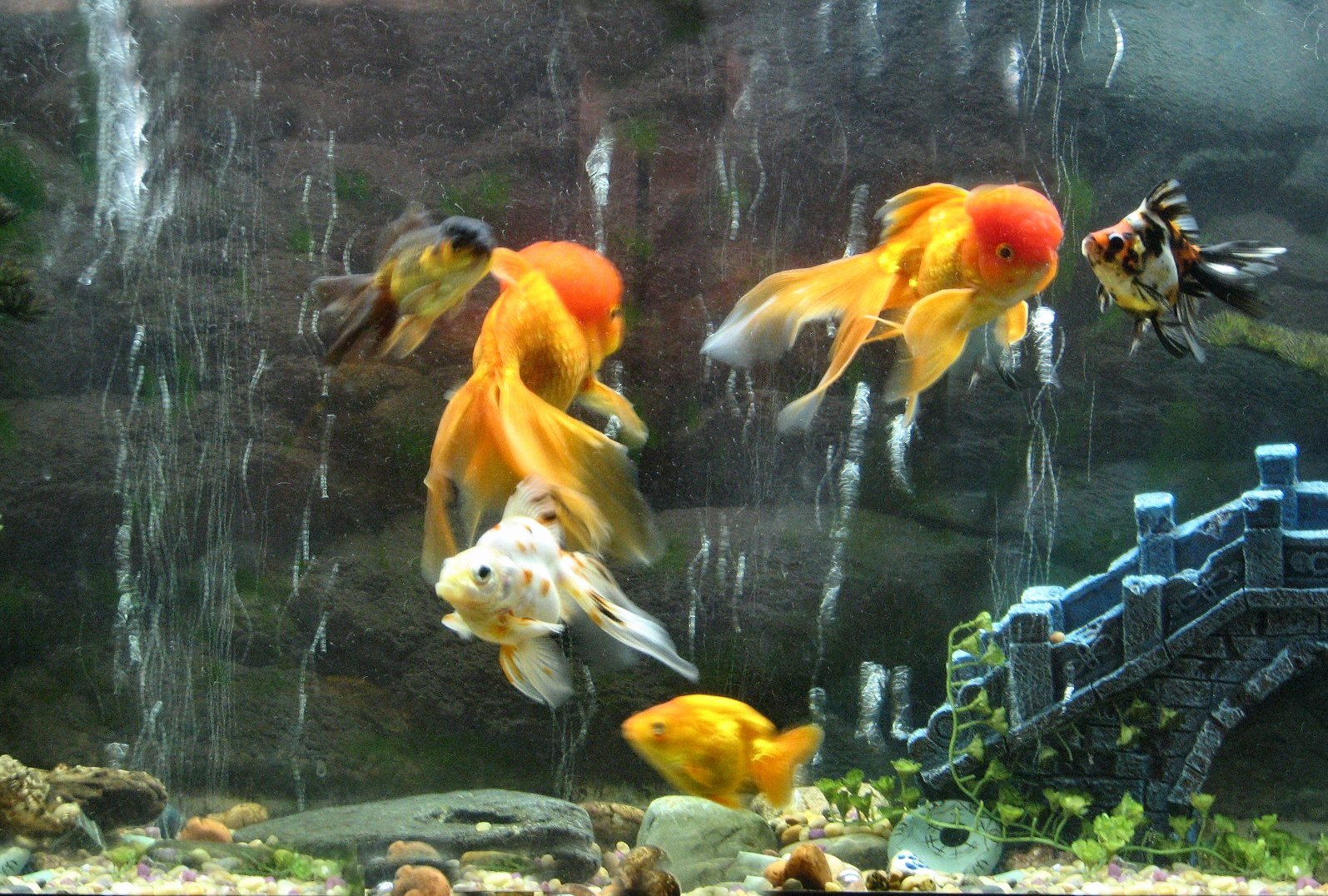 Cool Fish Tank Backgrounds Unique Awesome Hd Fish Tank Wallpapers Wallpapersafari