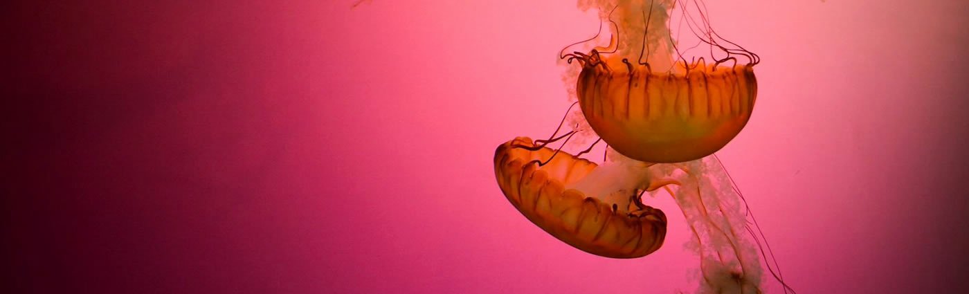 Creative Linkedin Background Photo Fresh Pink Jellyfish