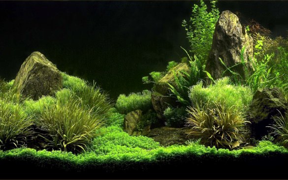 Diy Fish Tank Background Paper Awesome 50 Best Aquarium Backgrounds
