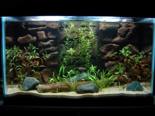 Diy Fish Tank Background Paper Beautiful How to Make A 3d Fish Aquarium Background