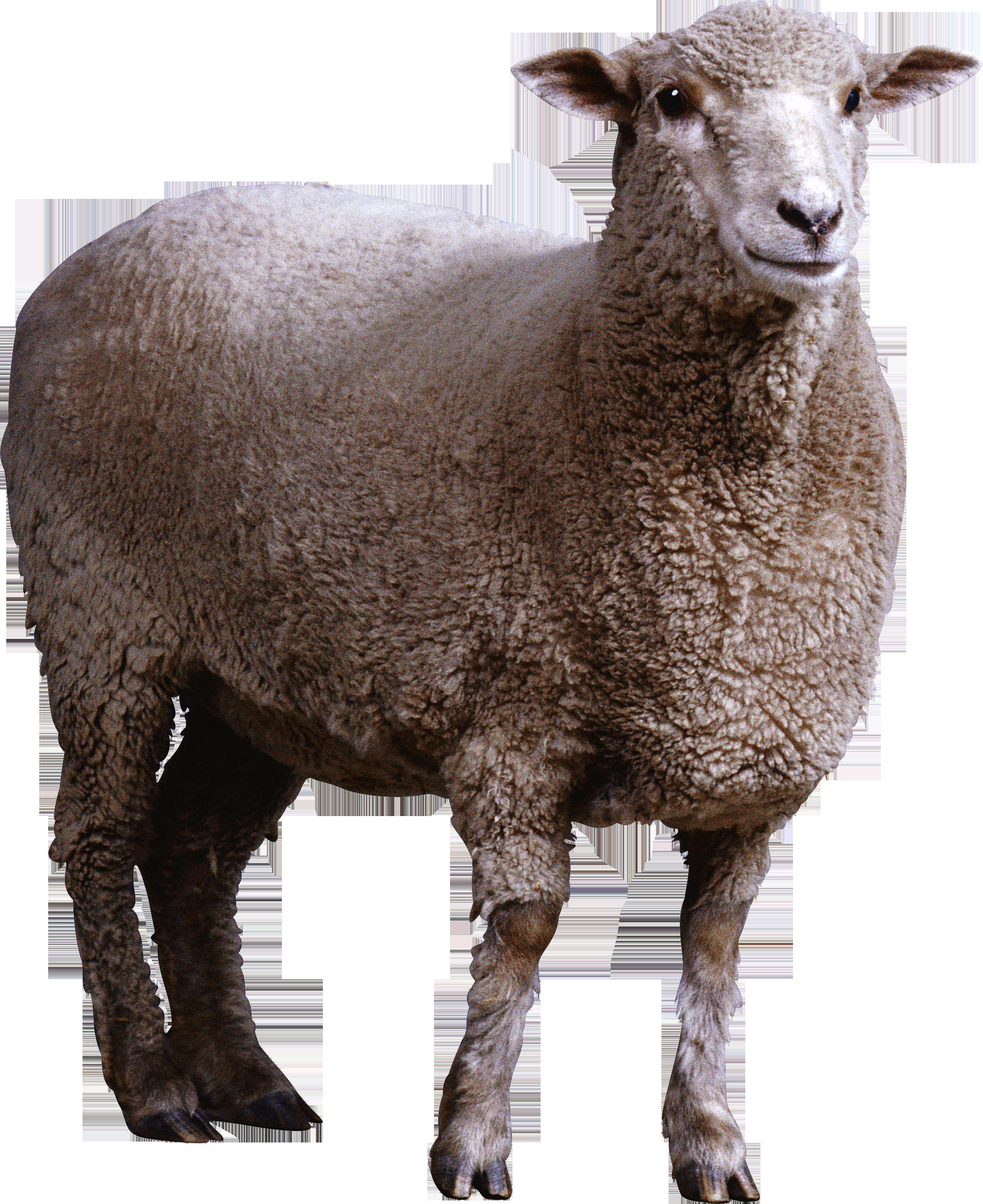 Farm Animal Cut Outs Best Of Sheep Mouton Cutout Freigestellt Pinterest