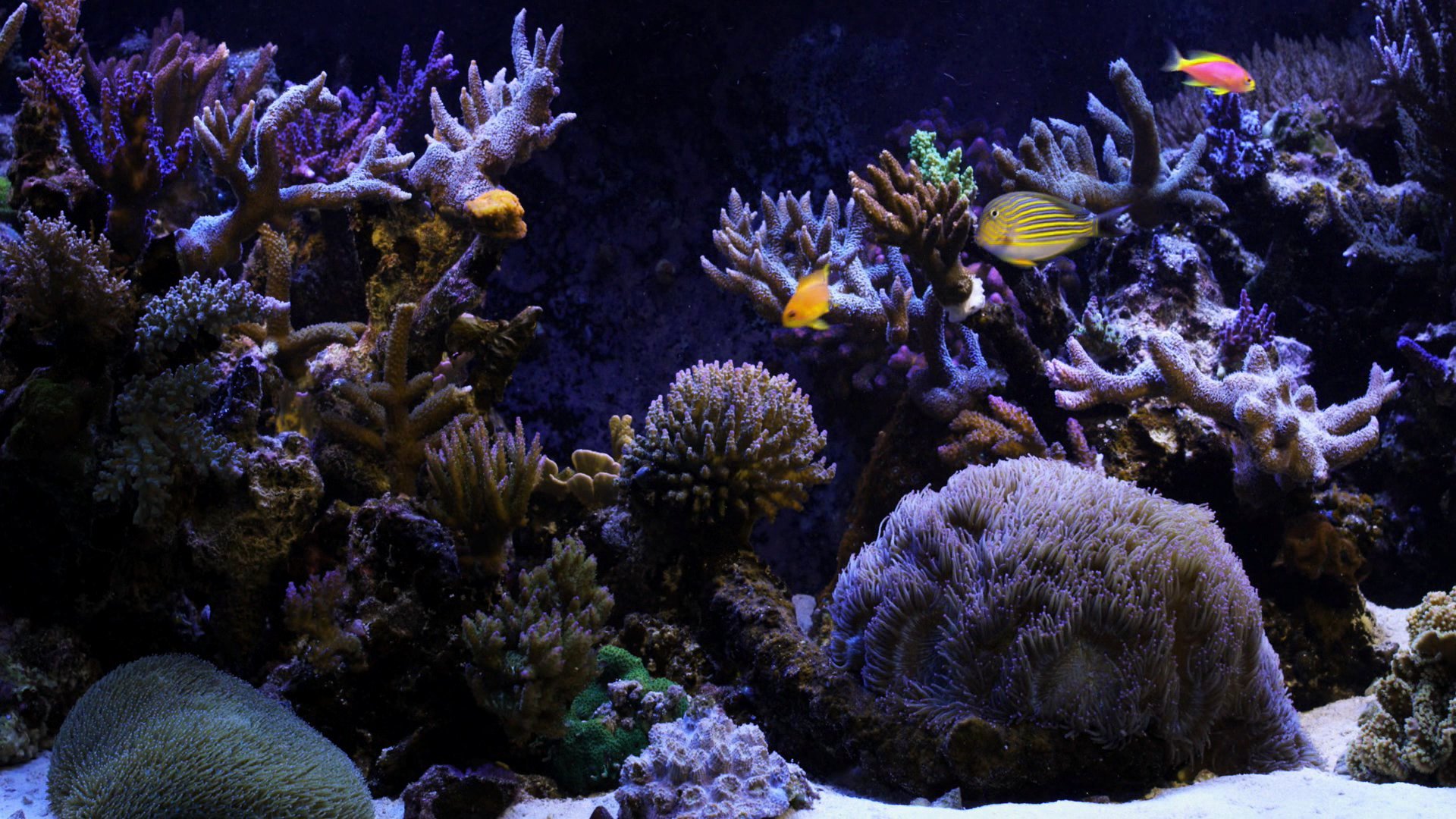 Fish Tank Background Paper New 33 attractive Aquarium Background – Technosamrat