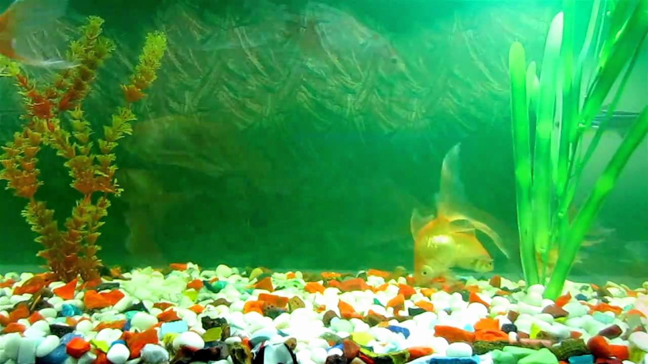 Fish Tank Background Pictures Awesome Fish Tank Wallpapers Wallpaper Cave