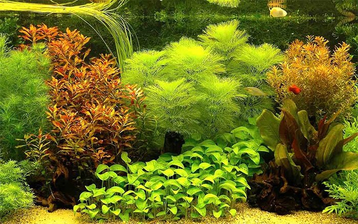 Fish Tank Background Printable Beautiful 50 Best Aquarium Backgrounds