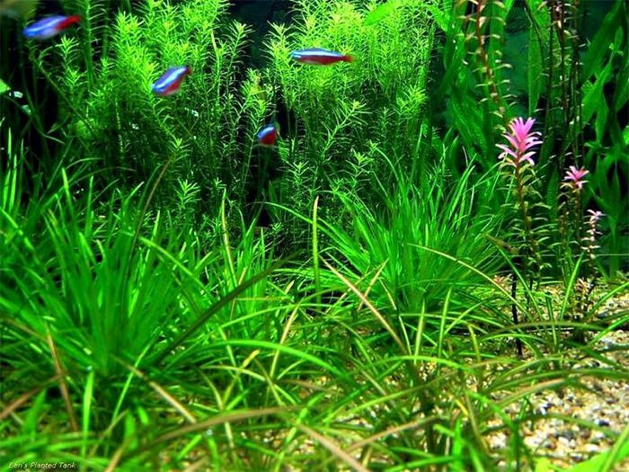 Fish Tank Background Printable Elegant 50 Best Aquarium Backgrounds