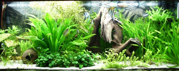 Fish Tank Background Printable Fresh 50 Best Aquarium Backgrounds