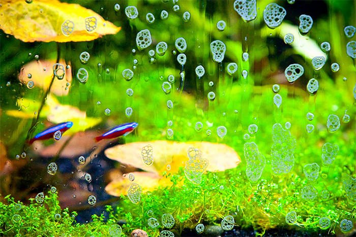 Fish Tank Background Printable Inspirational 50 Best Aquarium Backgrounds