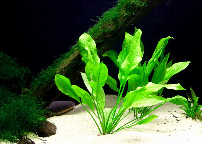 Fish Tank Background Printable Luxury 50 Best Aquarium Backgrounds
