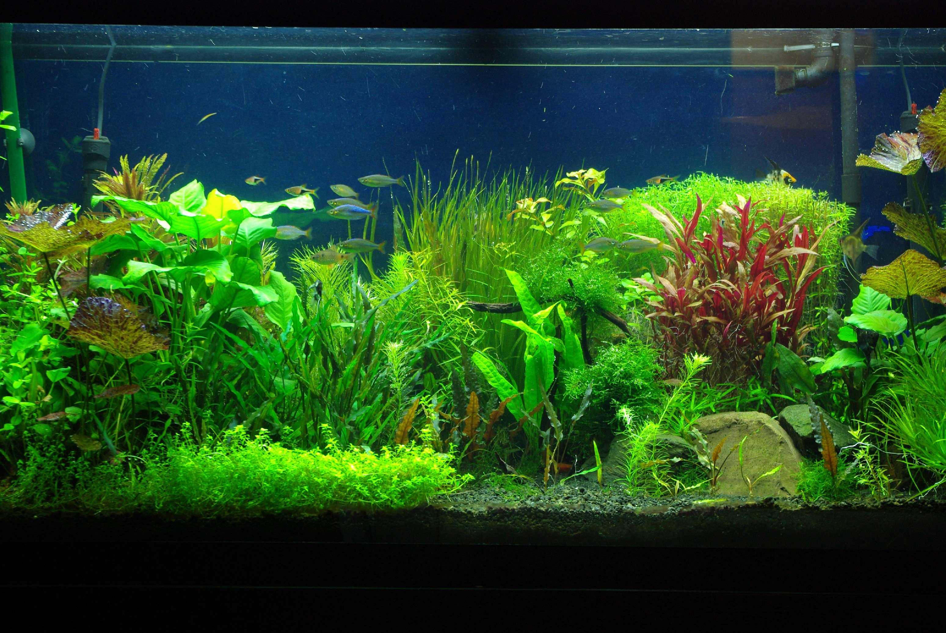Fish Tank Background Printable Unique Aquarium Backgrounds