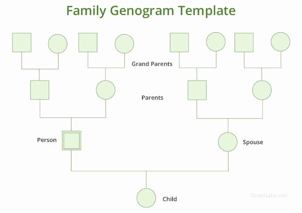 Free Genogram Template for Word Elegant Genogram Template 16 Free Word Pdf Documents Download