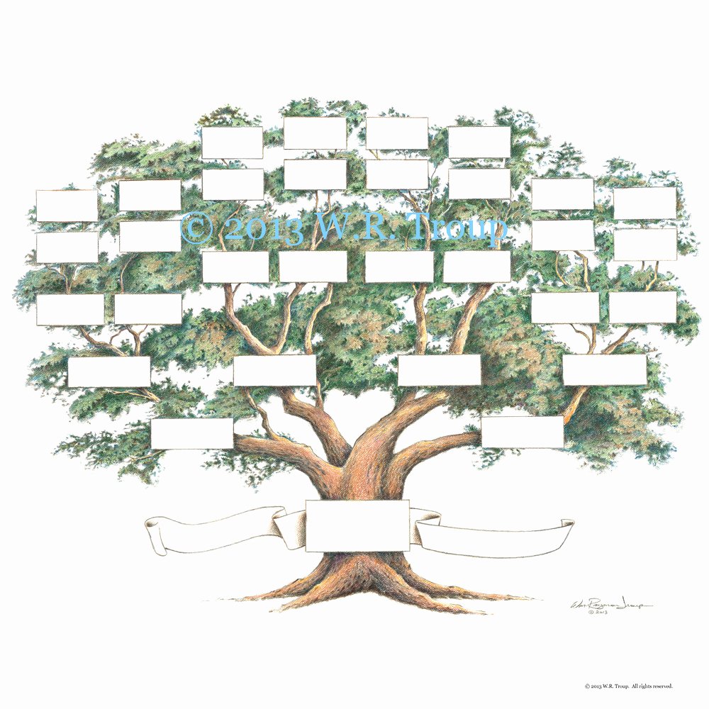 Free Pedigree Chart Template Beautiful Family Tree Scrapbook Chart 12x12 Inch 5 6 Generations