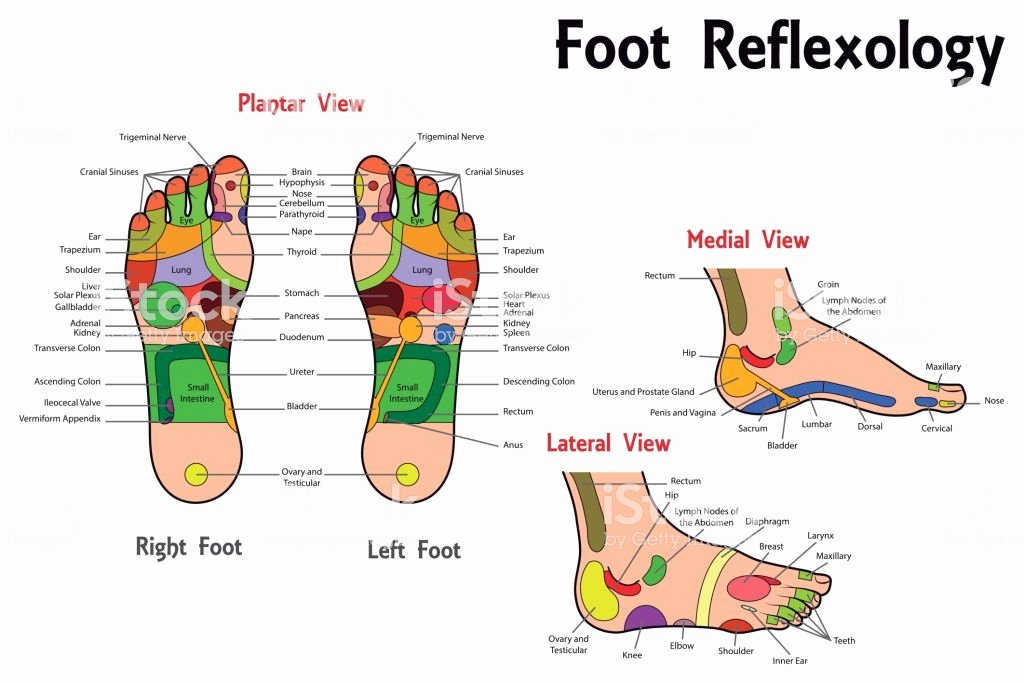 Free Reflexology Foot Chart Best Of Reflexology Foot Chart Stock Vector Art &amp; More Of