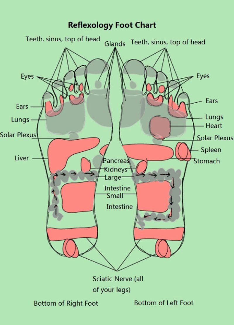 Free Reflexology Foot Chart Elegant 31 Printable Foot Reflexology Charts &amp; Maps Template Lab