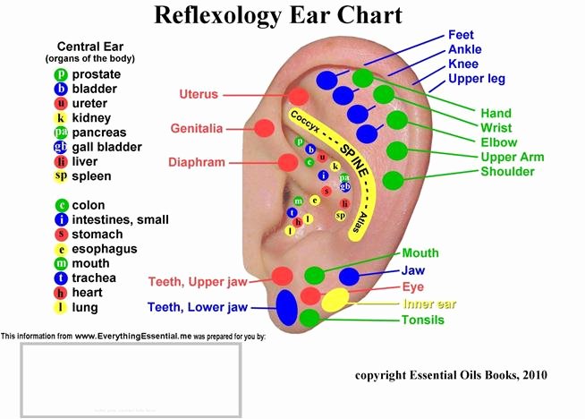 Free Reflexology Foot Chart Elegant Reflexology and Its Massage Effects