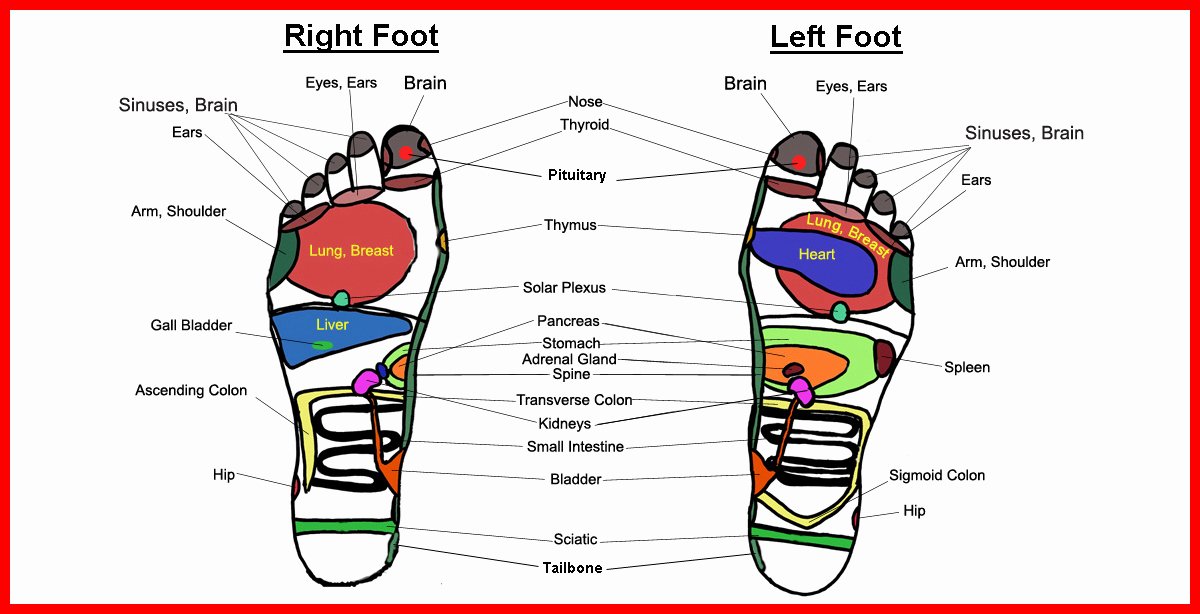 Free Reflexology Foot Chart Elegant Reflexology Hand and Foot Charts Free Herbs Info