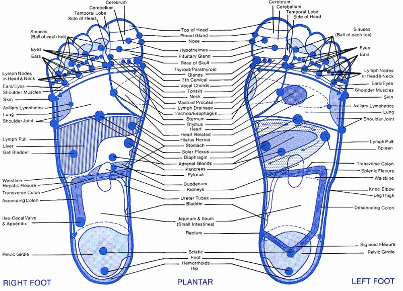 Hand and Foot Reflexology Chart Lovely 31 Printable Foot Reflexology Charts &amp; Maps Template Lab