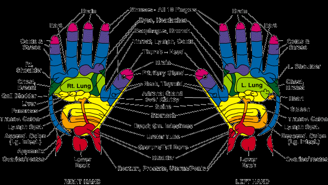 Hand and Foot Reflexology Chart Lovely the Reflexology Chart Pure Natural Healing
