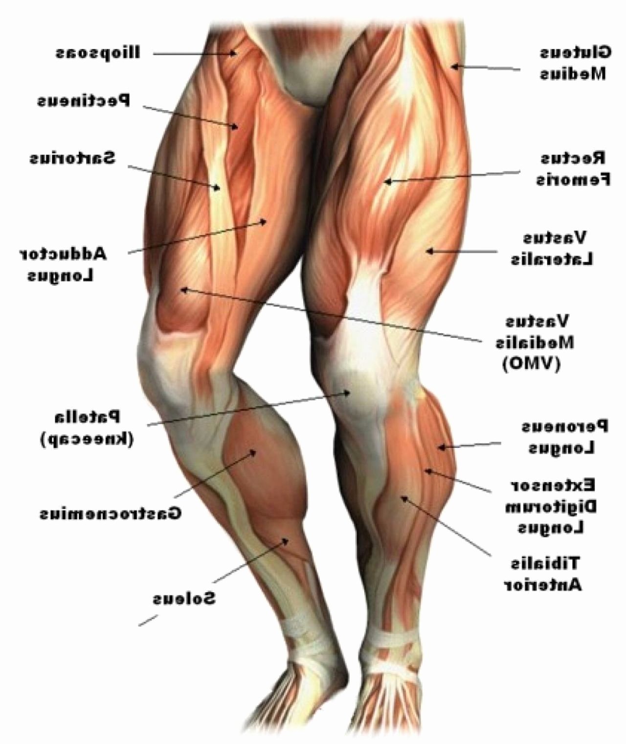 Muscle Anatomy Chart Beautiful Leg Muscle Anatomy Chart