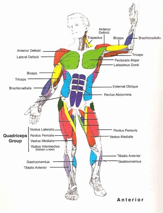 30 Muscle Anatomy Chart | Example Document Template