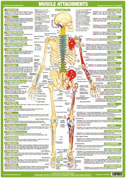 Muscle Anatomy Chart Fresh Muscle Anatomy Charts Set Of 4 – Chartex Ltd