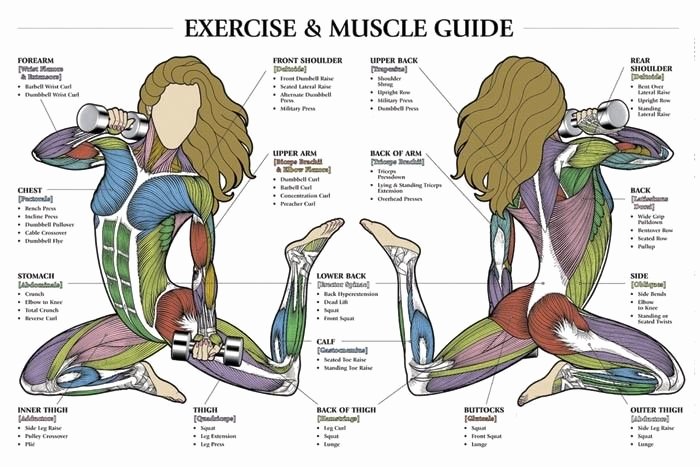 Muscle Anatomy Chart Fresh Women S Muscle Groups