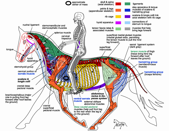 Muscle Anatomy Chart Lovely Green Meads Farm Update Breeching forces In the Extreme