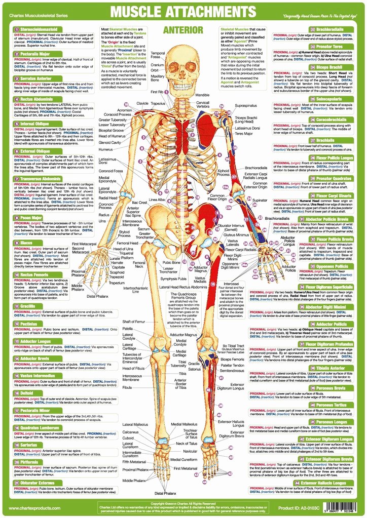 Muscle Anatomy Chart Lovely Muscle Anatomy Charts Set Of 4 – Chartex Ltd