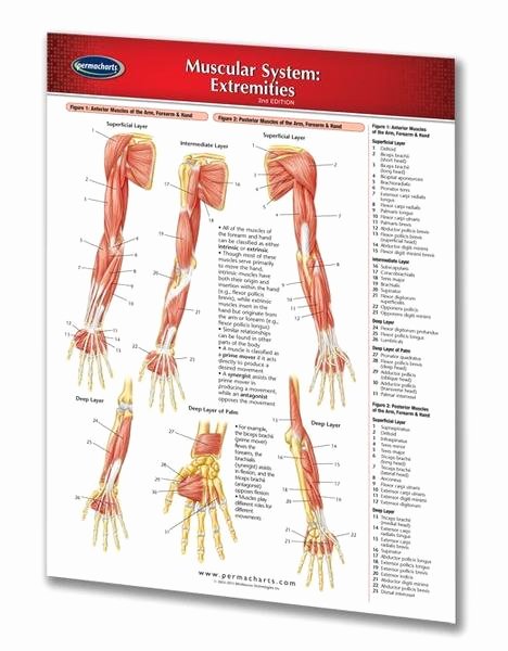 Muscle Anatomy Chart Lovely Muscular System Lower Extremities Quick Reference Guide