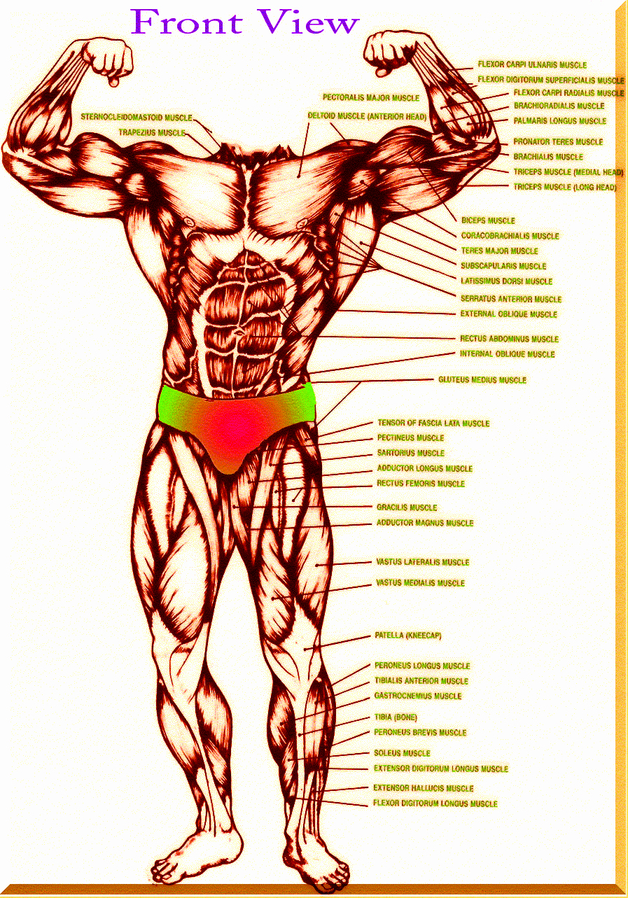 Muscle Anatomy Chart Luxury Muscle Charts Muscle Arm Charts Back Muscle Chart Lower