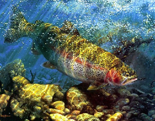 Paintings Of Fish Underwater Inspirational Fisherman Painter Mark Susinno Art Kaleidoscope