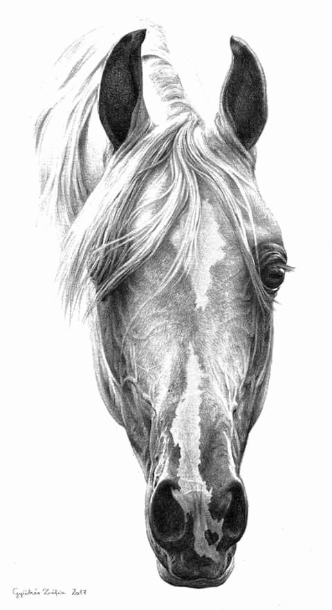 Pencil Sketches Of Horses Lovely Horse Art for More Great Pins Go to Kaseybellefox