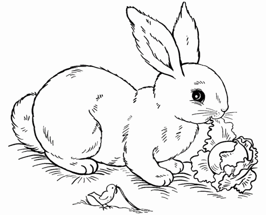 Pictures Of Bunnies to Print Elegant Free Printable Rabbit Coloring Pages for Kids