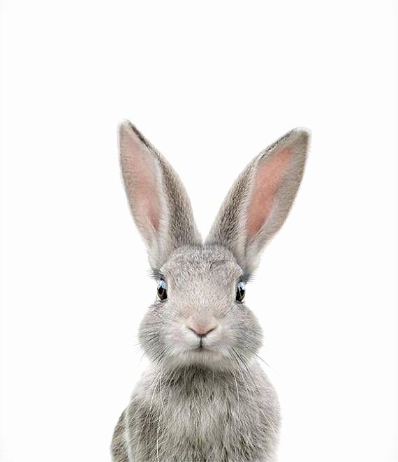 Pictures Of Bunnies to Print Lovely Animal Wall Art Bunny Print Printable Art Animal Print
