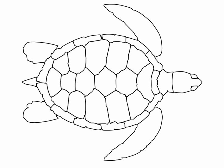 Sea Turtle Stencil Template Inspirational Best 25 Turtle Coloring Pages Ideas On Pinterest