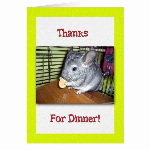 Thank You for Dinner Images Inspirational Thank You for Dinner Chinchilla Eating Greeting Card